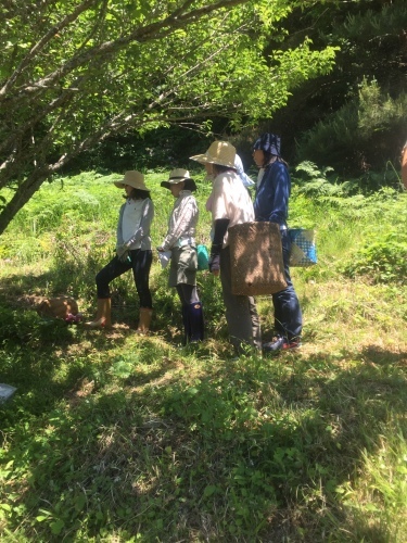 お茶摘み＆茶もみをやってみました&#127925;_f0331141_22280192.jpg