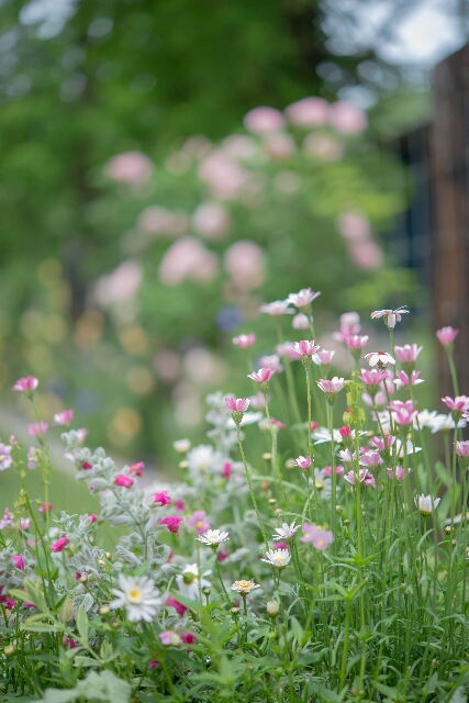 花咲く庭で。。。_f0158043_2243664.jpg