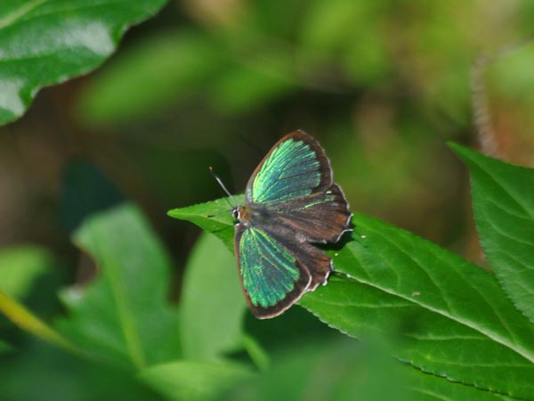 c0045352_17383791.jpg