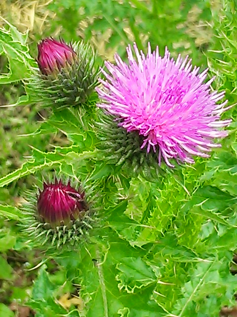 c0073152_0133233.jpg
