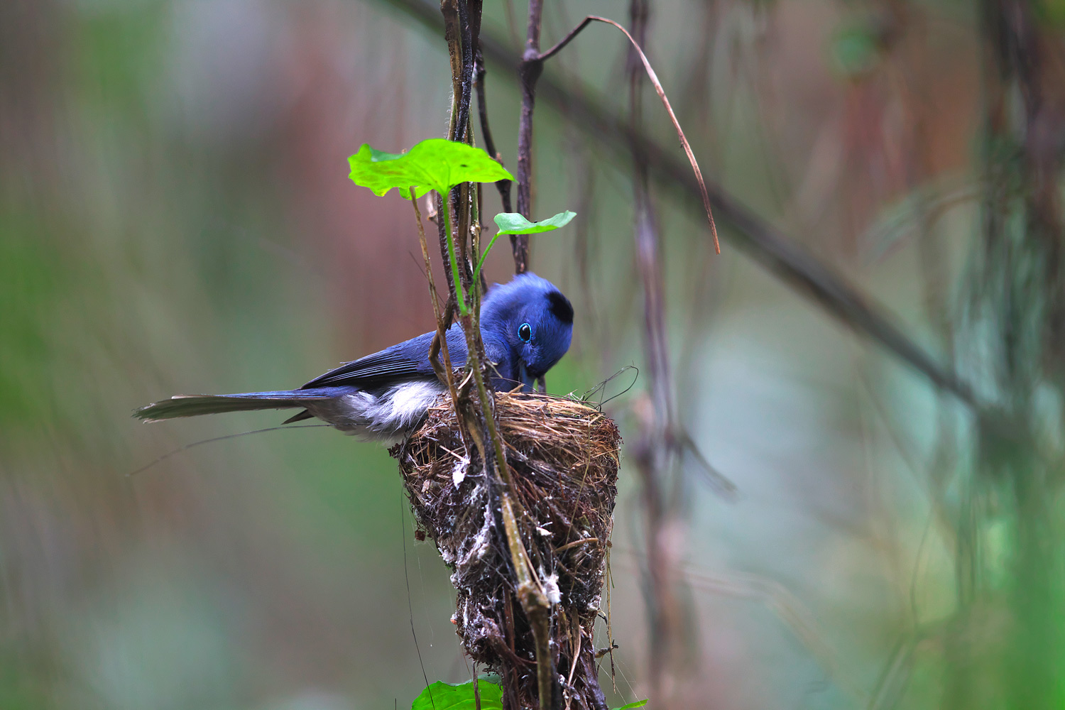 クロエリヒタキ　（黒枕藍鶲　Black-naped Monarch）_d0013455_17191858.jpg