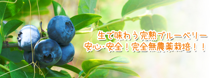 無農薬フレッシュブルーベリー 完熟ブルーベリーを試食してきました!初回出荷日決定のご案内!!_a0254656_1756510.png