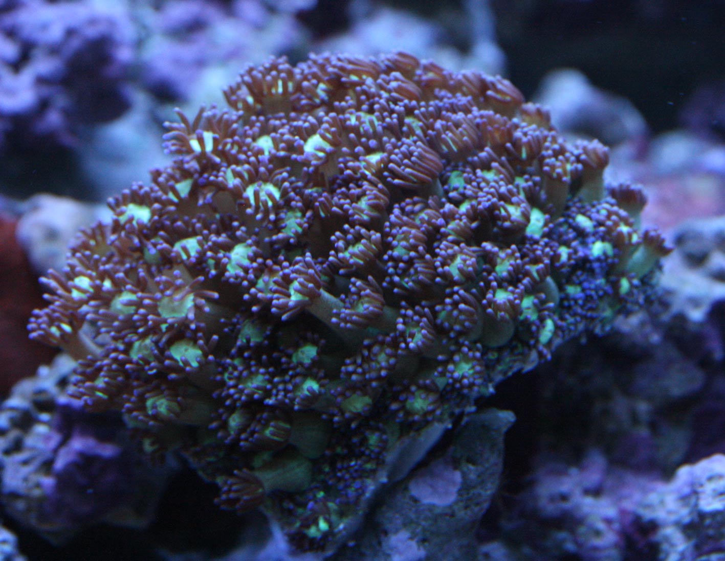 お懐かしゅうございます。 : ビーボックスアクアリウム 海水魚・サンゴ情報