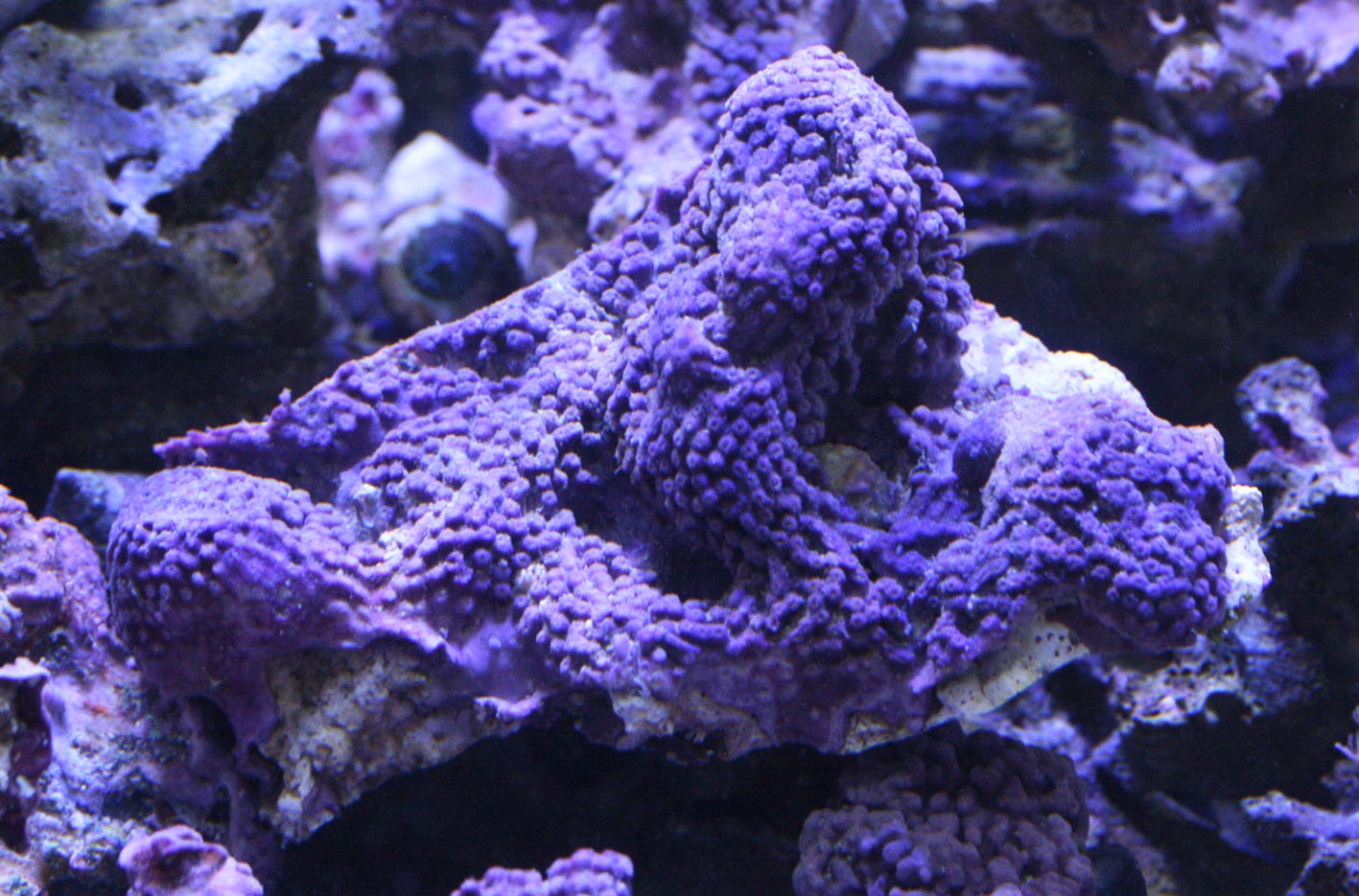 お懐かしゅうございます。 : ビーボックスアクアリウム 海水魚・サンゴ情報