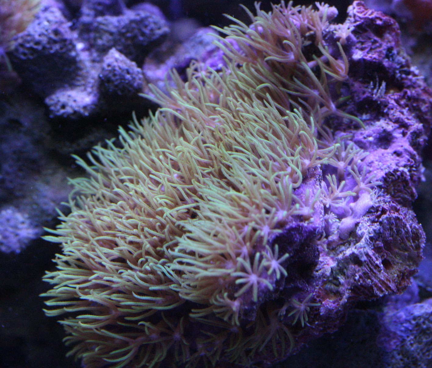 お懐かしゅうございます。 : ビーボックスアクアリウム 海水魚・サンゴ情報