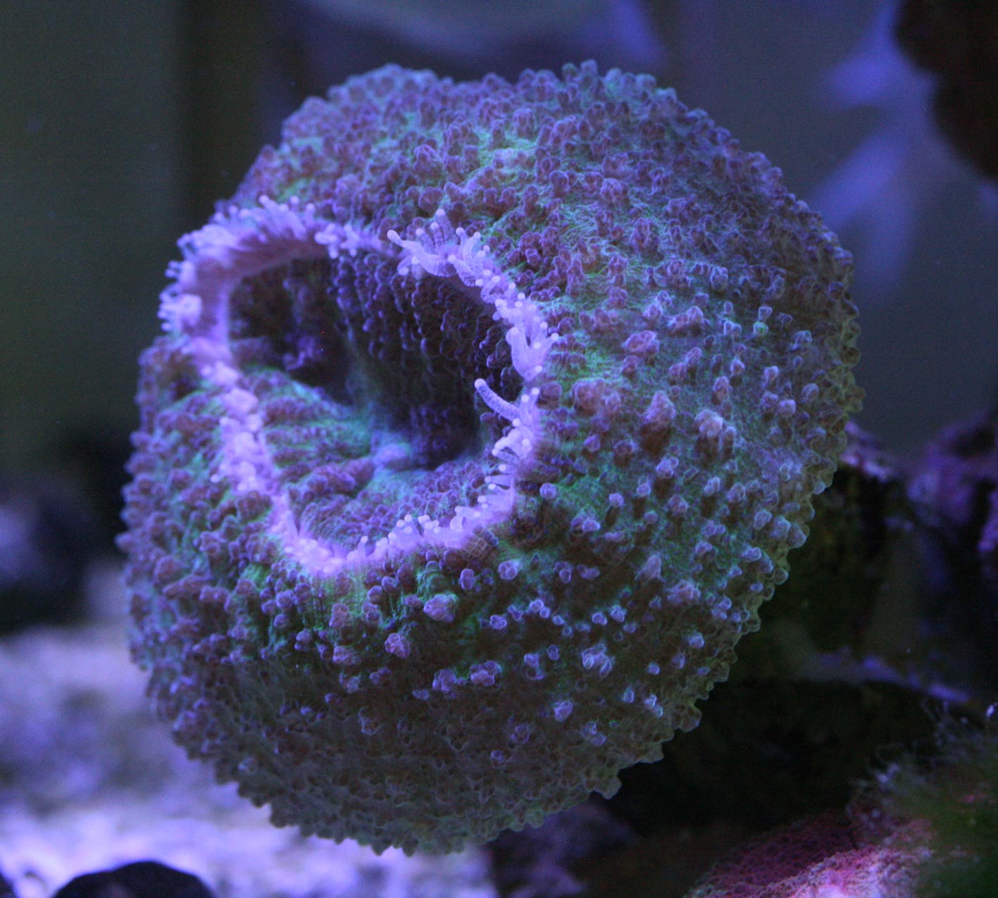 お懐かしゅうございます。 : ビーボックスアクアリウム 海水魚・サンゴ情報