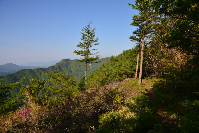 新道峠から十二ヶ岳_a0307264_14513007.jpg