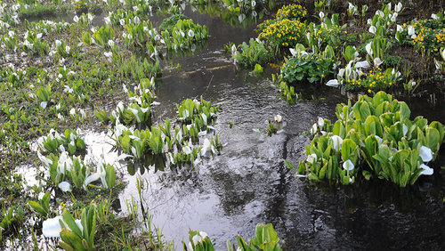 池ヶ原湿原の水芭蕉_a0208066_18551562.jpg