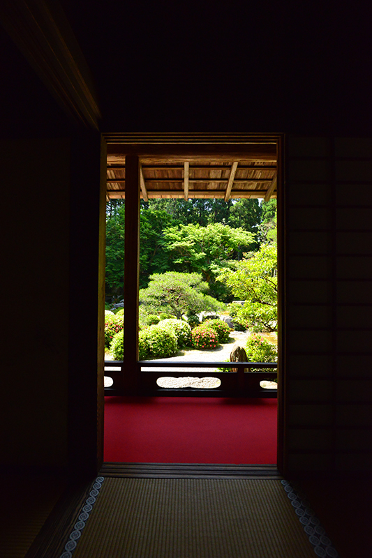 曼殊院門跡　初夏の花_c0317868_15054773.jpg