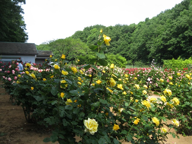 d0038372_645529.jpg