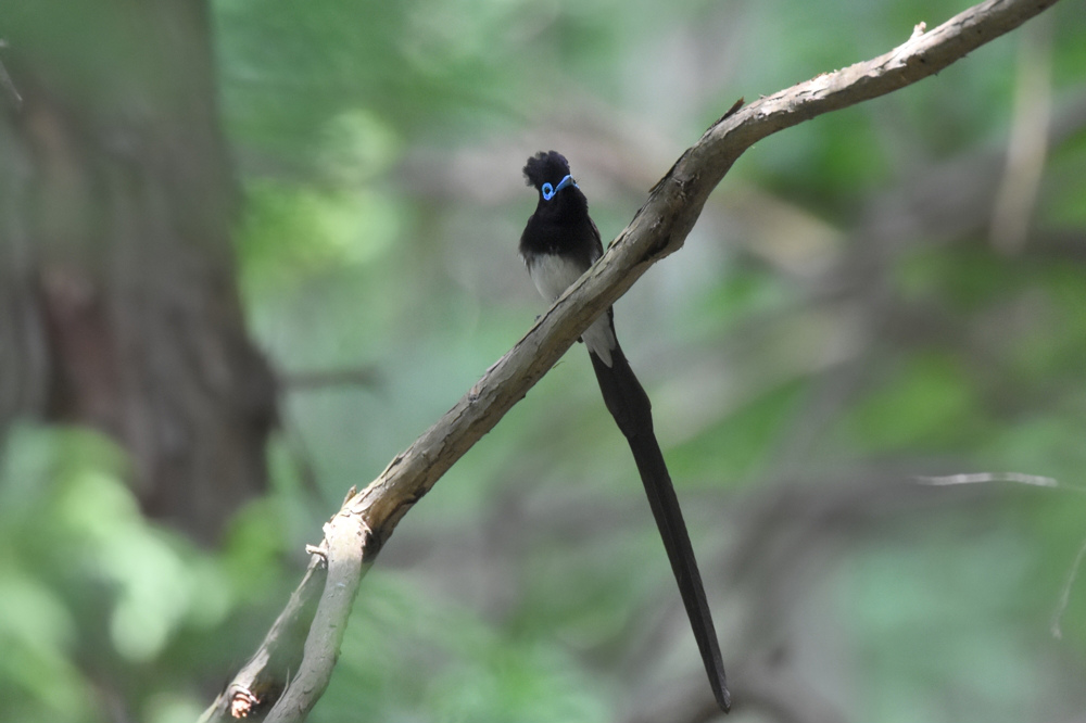 サンコウチョウ Ⅱ 雄_f0053272_8445030.jpg