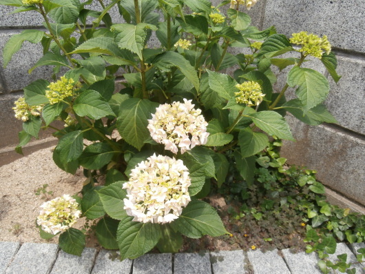 b0335376_11163814.jpg