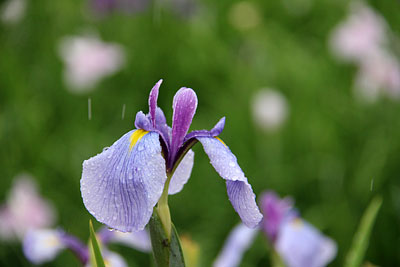 第25回 高瀬裏川花しょうぶまつり_c0152779_10122681.jpg