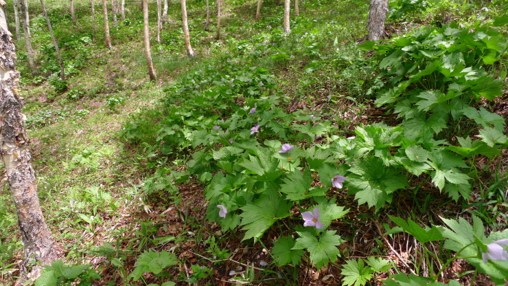 c0212083_20263673.jpg