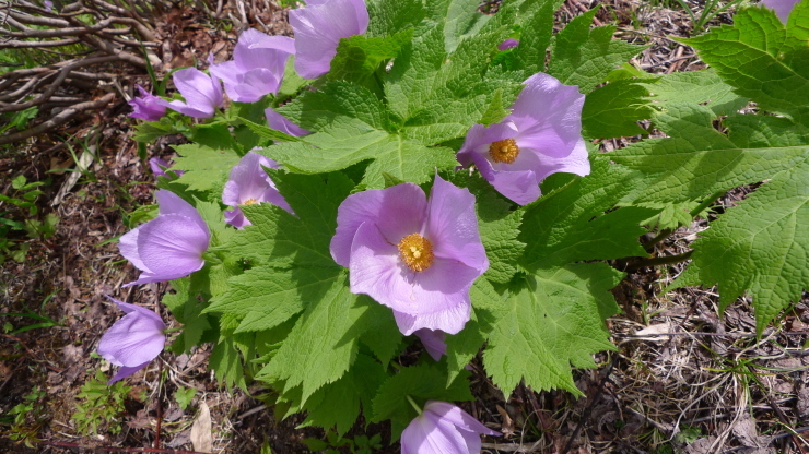 c0212083_20280381.jpg