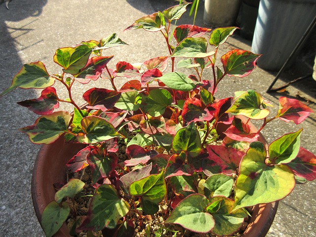 b0182884_0555740.jpg