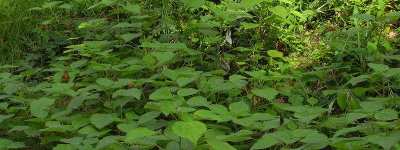 a0338085_21443554.gif