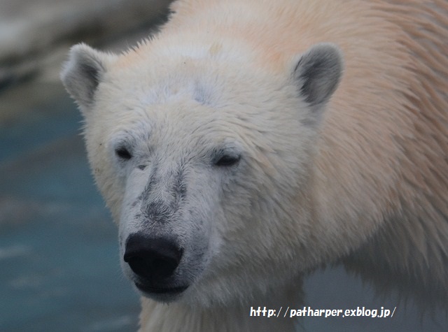 ２０１５年４月　釧路市動物園　その１_a0052986_23275353.jpg