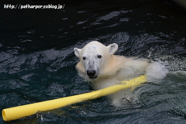 ２０１５年４月　釧路市動物園　その１_a0052986_23331463.jpg