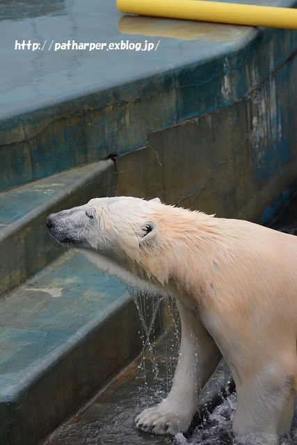 ２０１５年４月　釧路市動物園　その１_a0052986_2336085.jpg