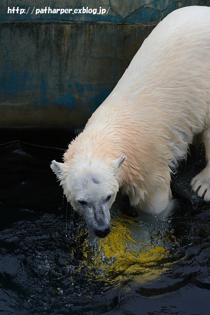 ２０１５年４月　釧路市動物園　その１_a0052986_23504131.jpg