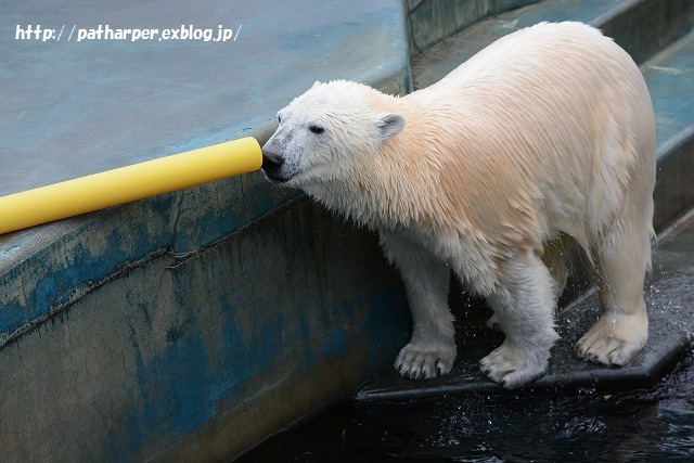 ２０１５年４月　釧路市動物園　その１_a0052986_2358145.jpg