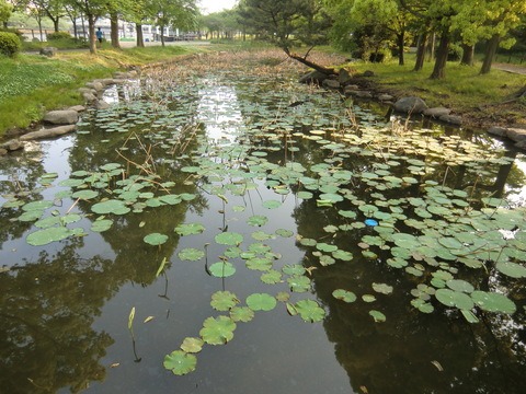 アジサイ　蓮池　大阪城　今月（5月）の走行距離_b0176192_13194897.jpg