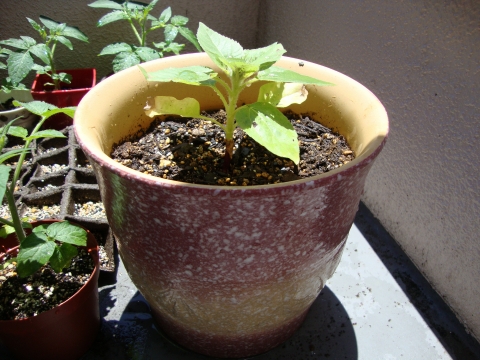 c0322794_23373325.jpg