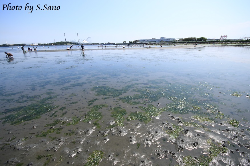潮干狩り 横浜市金沢区 15 海を歩くゲンゴロウ