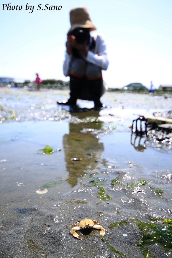 潮干狩り 横浜市金沢区 15 海を歩くゲンゴロウ