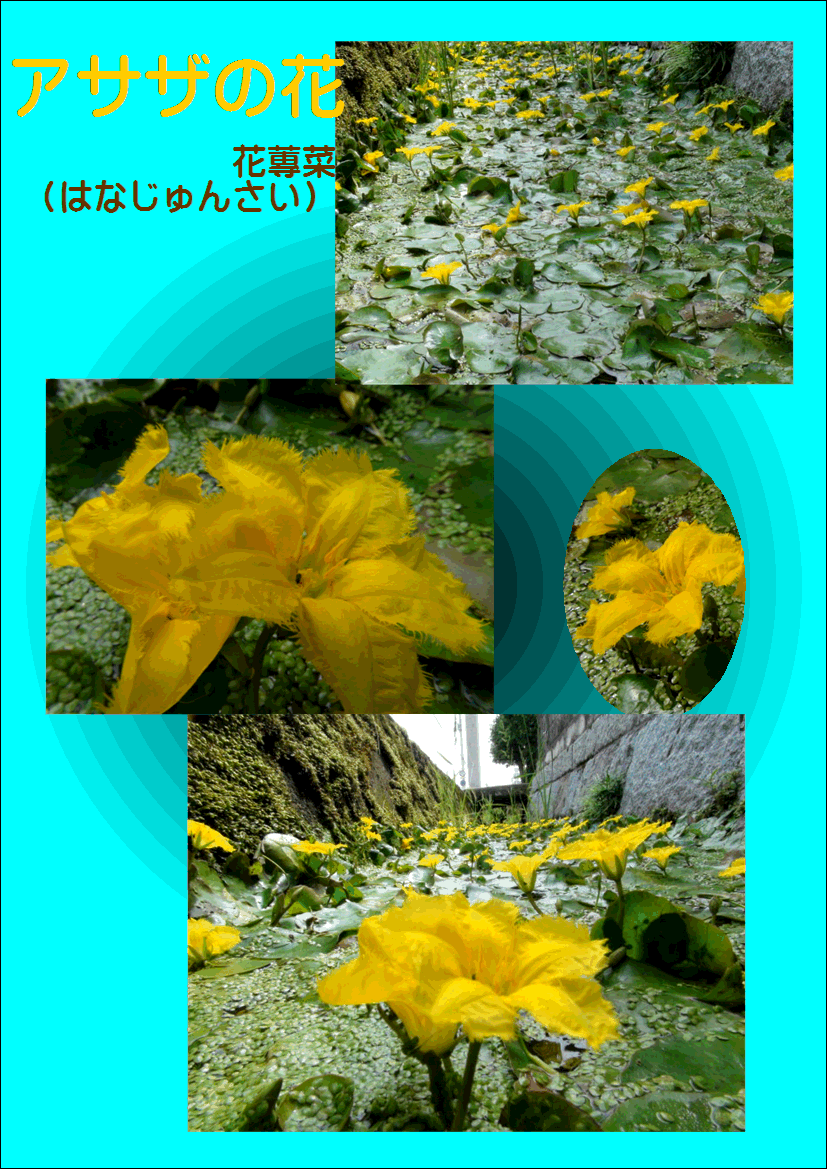 花蓴菜 はなじゅんさい 15 6 1 徳ちゃん便り 花蓴菜 はなじゅんさい 15 6 1 徳ちゃん便り