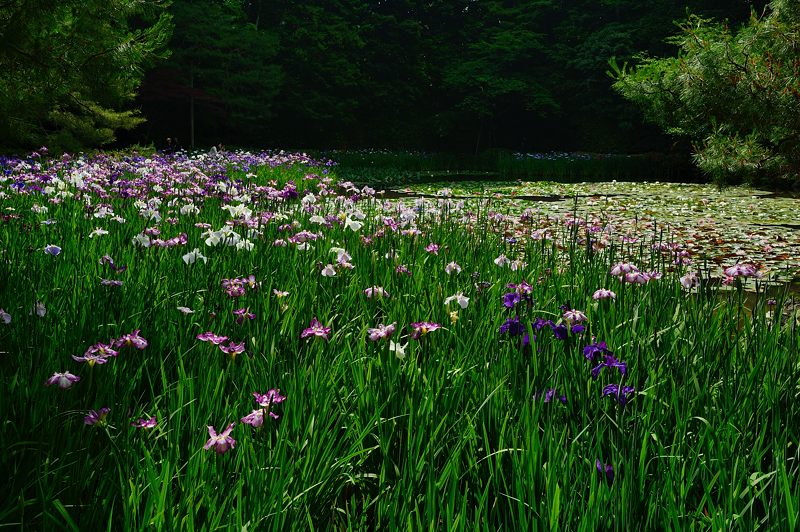 平安神宮の花菖蒲_f0032011_194024.jpg