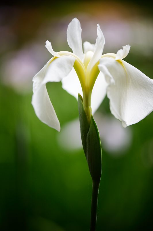 平安神宮の花菖蒲_f0032011_1942081.jpg