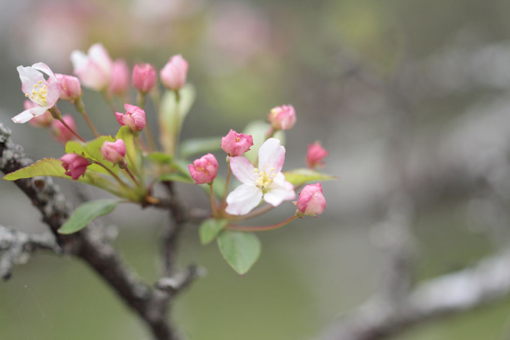 桷（ズミ）の花　～戦場ヶ原2015～_d0011713_12274563.jpg