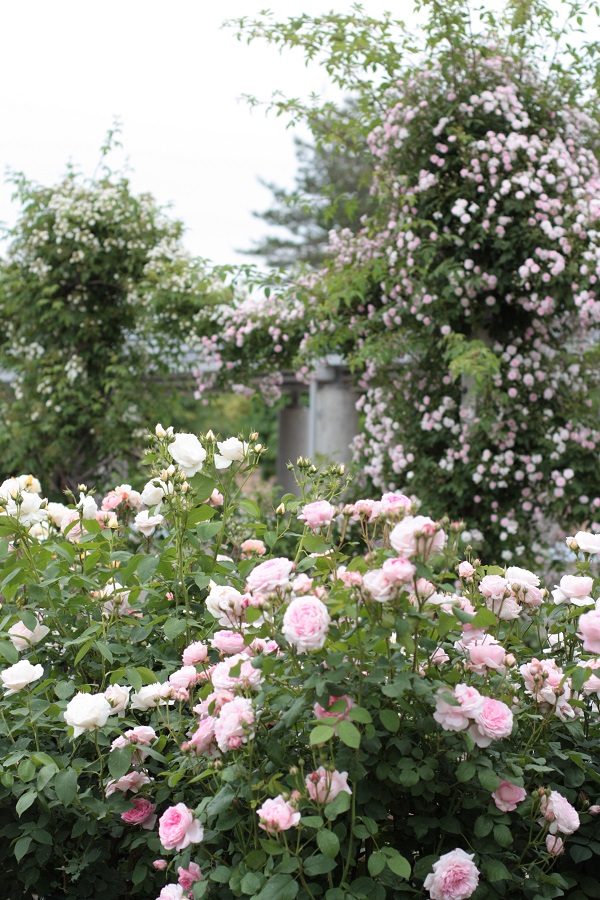 曇りの夕方の薔薇園　2015.05.30_e0211213_2081674.jpg