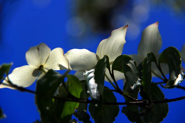 a0087818_9251746.jpg