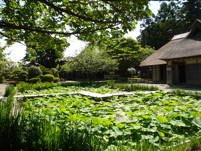 大賀ハス_e0135219_9294938.jpg