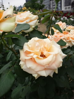 b0205622_20414039.jpg