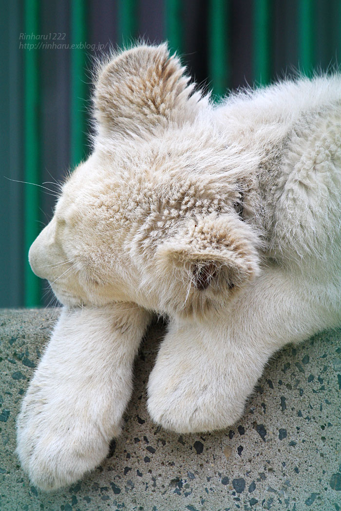 2015.5.31 東北サファリパーク☆ホワイトライオンのポップ【White lion baby】_f0250322_19555073.jpg