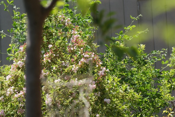 f0170524_14204465.jpg