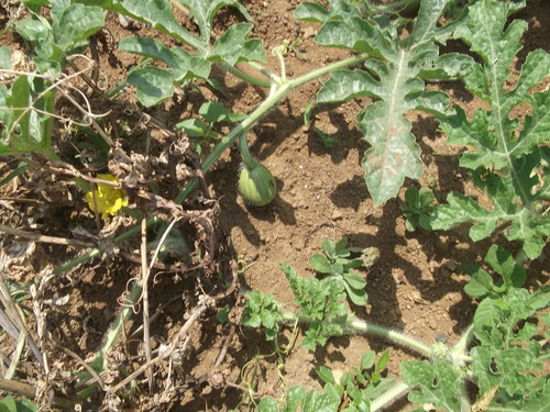 スイカの草対策＆豆の撤収！_b0137932_14401991.jpg