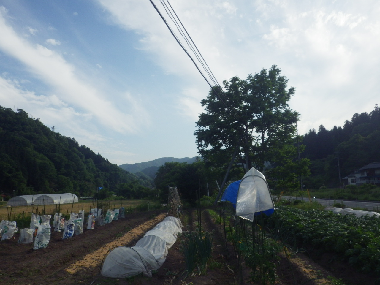 茄子の追加植えしました。_c0300035_1722837.jpg