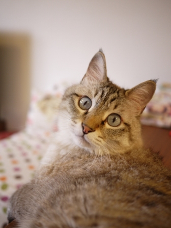 猫のお留守番 リュウちゃんちびくんさくらちゃんチャイくん編。_a0143140_23145666.jpg