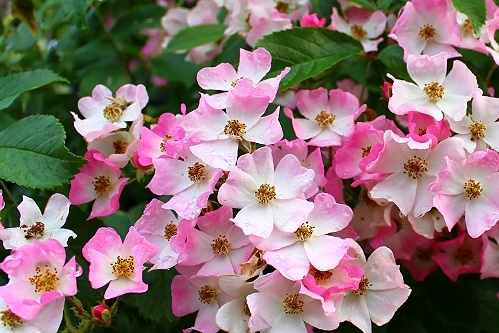 ツル薔薇 バレリーナ おやすみ前の独り言 ツル薔薇 バレリーナ おやすみ前の独り言