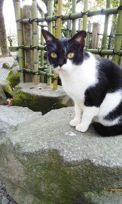 戦国ねこ歩き_b0145843_2130431.jpg