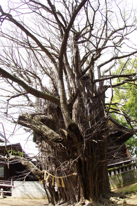 葛飾八幡宮の千本銀杏_d0185744_19153843.jpg