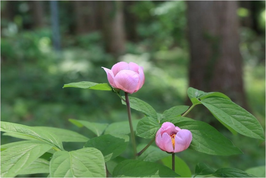 ベニバナヤマシャクヤク 紅花山芍薬 野草風薫