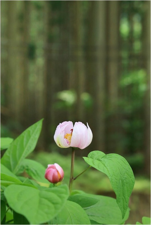 ベニバナヤマシャクヤク 紅花山芍薬 野草風薫