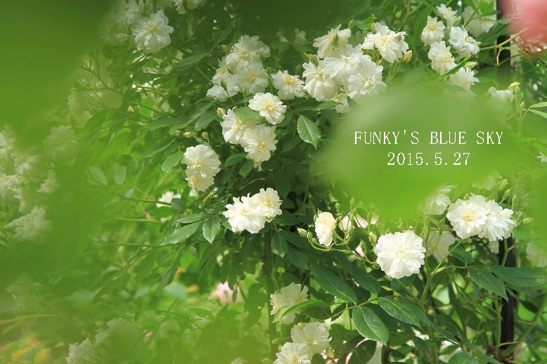 スノーグース と ハツユキカズラの花 そして Funky S Blue Sky スノーグース と ハツユキカズラの花 そして Funky S Blue Sky