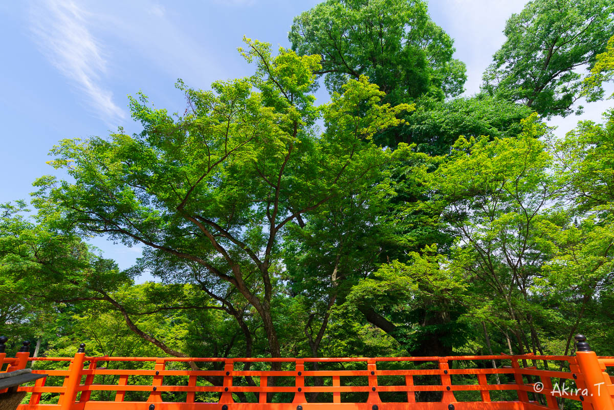 北野天満宮 御土居の青もみじ 〜1〜_f0152550_22312873.jpg